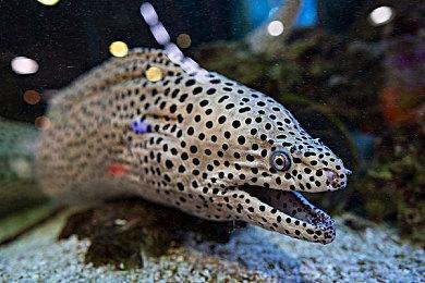 停服五年后突曝信息 《不法之徒》或有可能卷土重来？