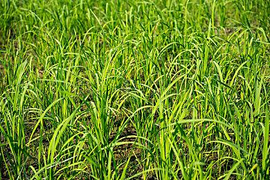 传闻：下一代Xbox主机将于2026年发布